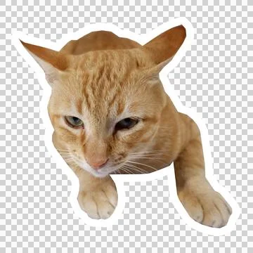 Cat in all pose Stock Photos