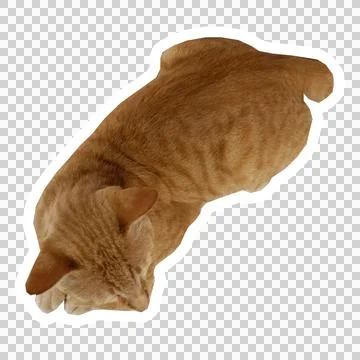 Cat in all pose Stock Photos