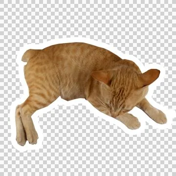 Cat in all pose Stock Photos
