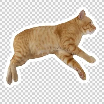 Cat in all pose Stock Photos
