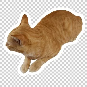 Cat in all pose Stock Photos