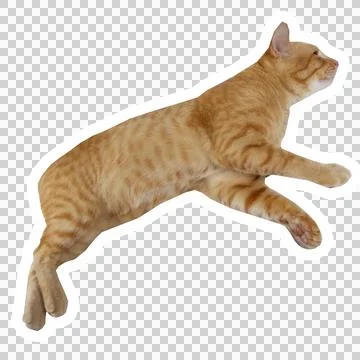 Cat in all pose Stock Photos