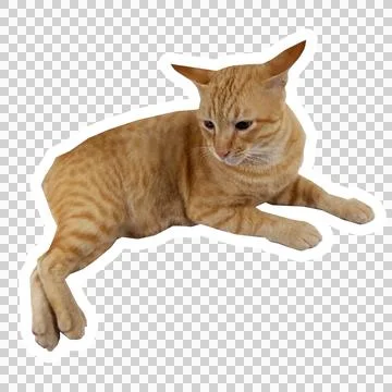 Cat in all pose Stock Photos