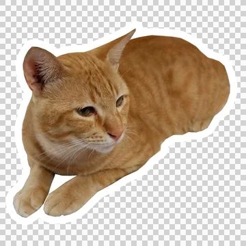 Cat in all pose Stock Photos