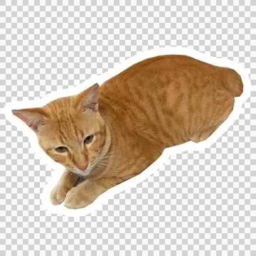 Cat in all pose Stock Photos