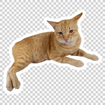Cat in all pose Stock Photos