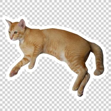 Cat in all pose Stock Photos