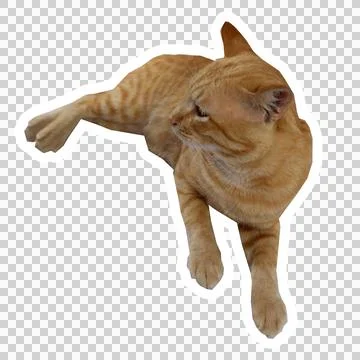 Cat in all pose Stock Photos