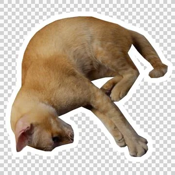 Cat in all pose Stock Photos