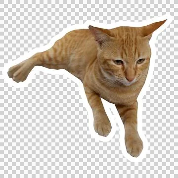 Cat in all pose Stock Photos