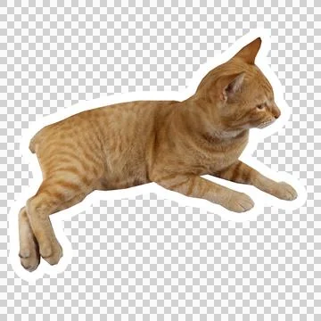 Cat in all pose Stock Photos