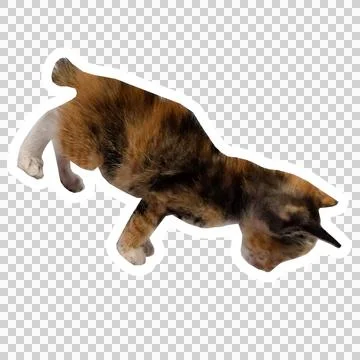 Cat in all pose Stock Photos