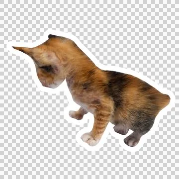 Cat in all pose Stock Photos