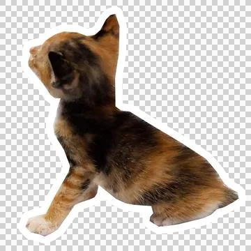 Cat in all pose Stock Photos