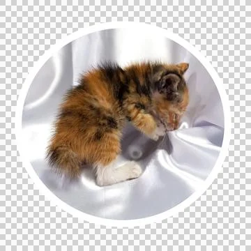 Cat in all pose Stock Photos