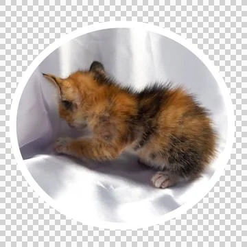 Cat in all pose Stock Photos