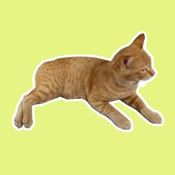 Cat in all pose Stock Photos