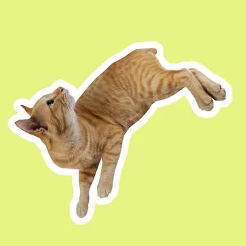 Cat in all pose Stock Photos