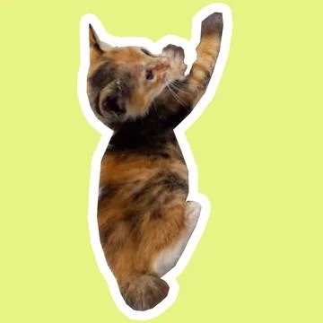 Cat in all pose Stock Photos