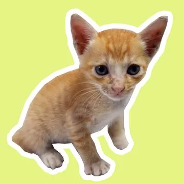 Cat in all pose Stock Photos