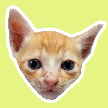 Cat in all pose Stock Photos