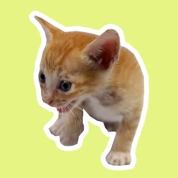 Cat in all pose Stock Photos