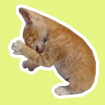 Cat in all pose Stock Photos