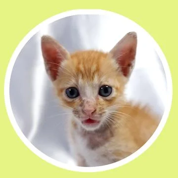 Cat in all pose Stock Photos