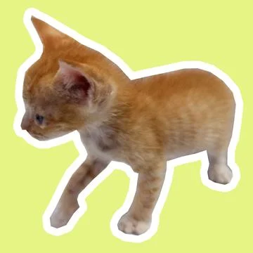 Cat in all pose Stock Photos