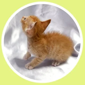 Cat in all pose Stock Photos