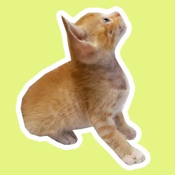 Cat in all pose Stock Photos