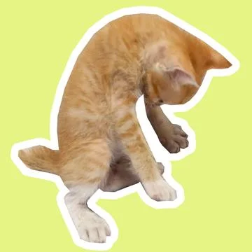 Cat in all pose Stock Photos