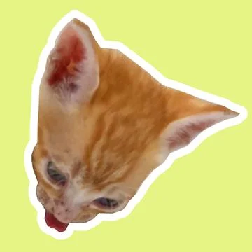 Cat in all pose Stock Photos