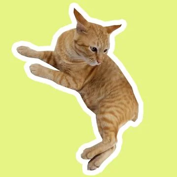 Cat in all pose Stock Photos