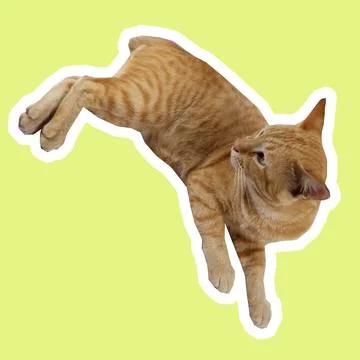 Cat in all pose Stock Photos