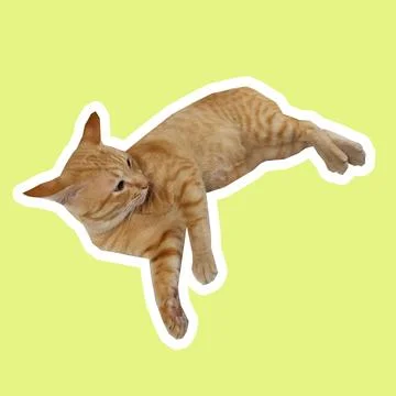 Cat in all pose Stock Photos