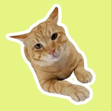 Cat in all pose Stock Photos