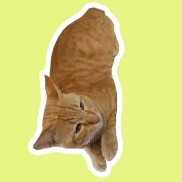 Cat in all pose Stock Photos