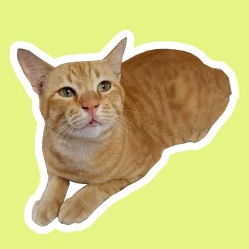 Cat in all pose Stock Photos