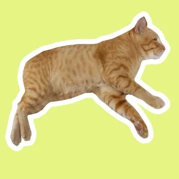 Cat in all pose Stock Photos