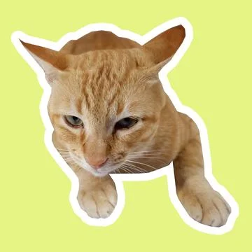 Cat in all pose Stock Photos