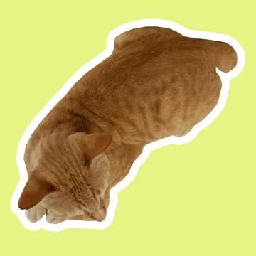 Cat in all pose Stock Photos