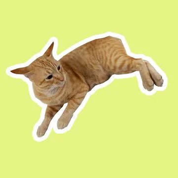 Cat in all pose Stock Photos