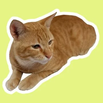 Cat in all pose Stock Photos