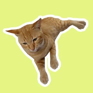 Cat in all pose Stock Photos