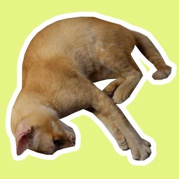 Cat in all pose Stock Photos