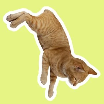 Cat in all pose Stock Photos