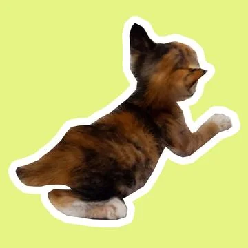 Cat in all pose Stock Photos