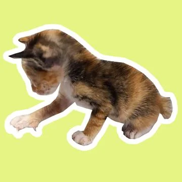 Cat in all pose Stock Photos