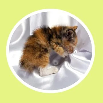 Cat in all pose Stock Photos